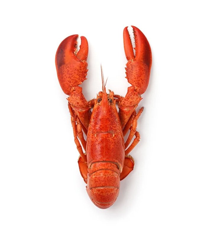 vg-sf-frshs-8.jpg Whole Cornish Lobster - الصورة 1